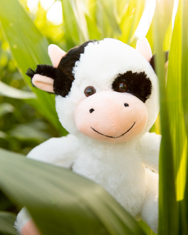 Photo of white and black Cooper the Cow plushie in corn stalks