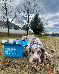 Photo of a dog laying down in the grass next to the box with the bundle items inside with trees, clouds, and a house with a fence in the background