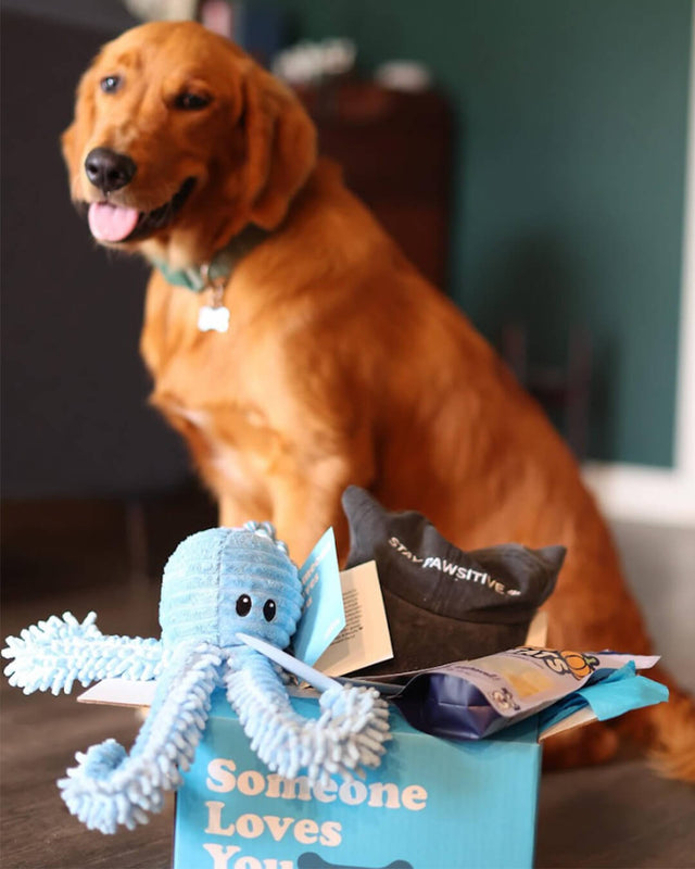 Photo of dog-safe octopus plushie, blue Somone Loves You box, notecard, treat bag, baseball cap, and a dog sitting in the background