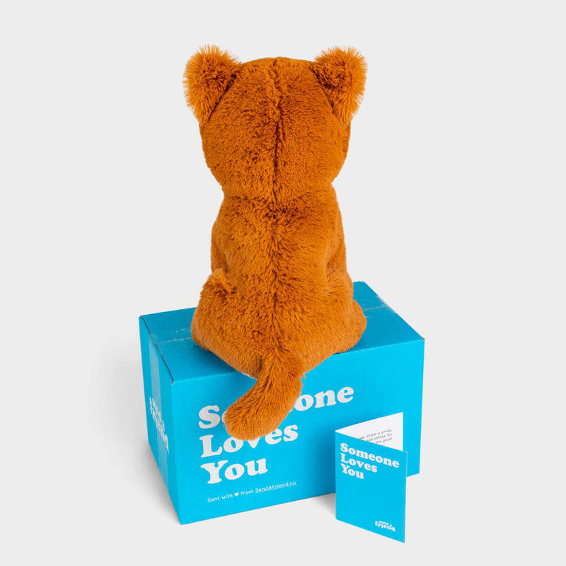 Kiwi the Kitten 🐱