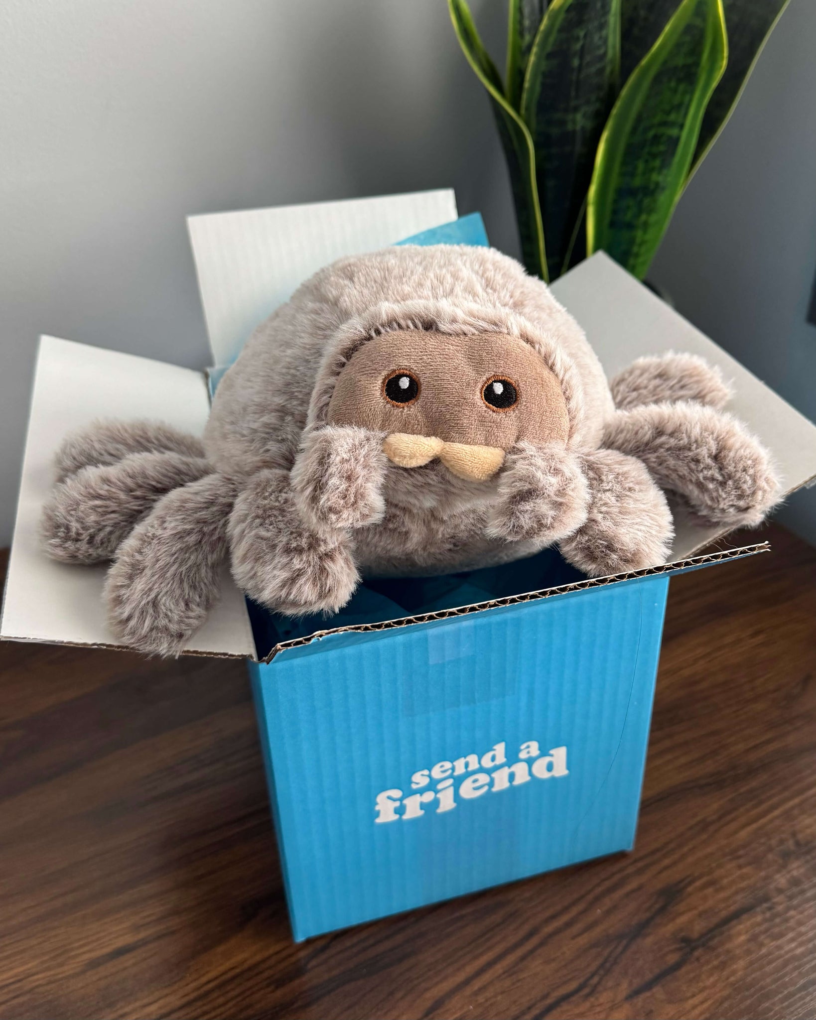 Stella the Spider 🕷️