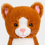 Kiwi the Kitten 🐱