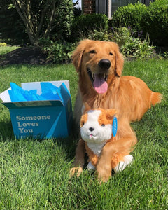 Photo of brown and white Comet the Corgi and a Golden Retriever next to an opened Someone Loves You box