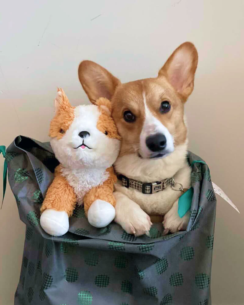 Photo of brown and white Comet the Corgi plushie and a brown and white dog in a bag