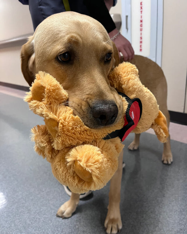 Dunkin the Facility Dog  SendAFriend's Stuffed Animal Care Packages