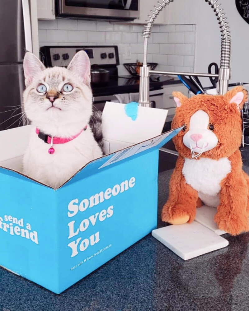 Photo of orange Kiwi the Kitten plushie sitting next to Someone Loves You box with live white cat in the box