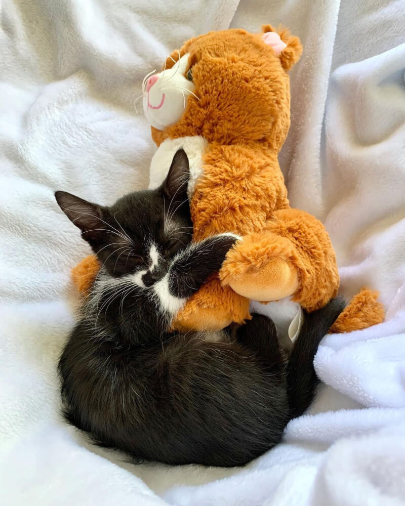 Photo of black and white cat cuddling with orange Kiwi the Kitten plushie