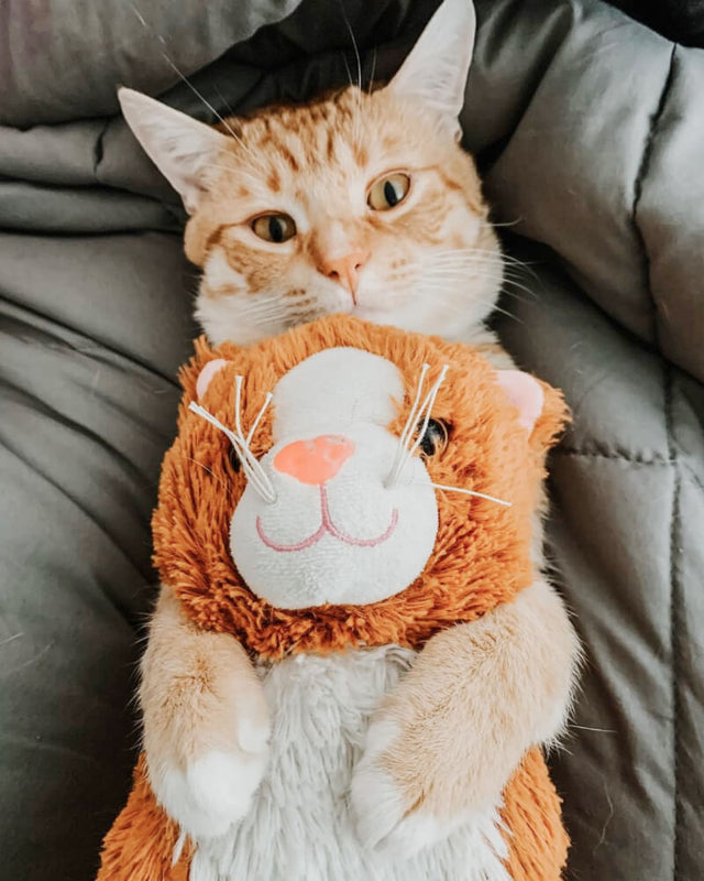 Photo of orange cat cuddling with orange Kiwi the Kitten plushie