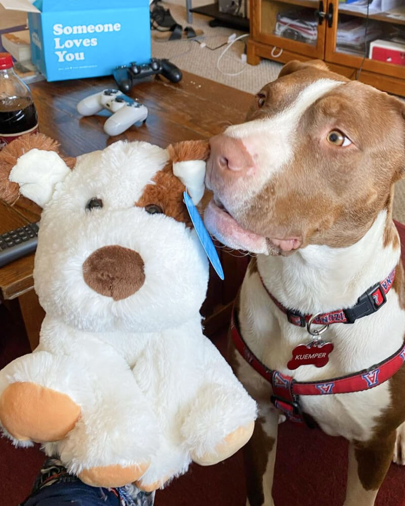 Photo of brown and white Peanut the Puppy plushie next to brown and white dog