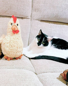 Photo of tan Rowdy the Rooster plushie sitting on a couch next to a white and black cat