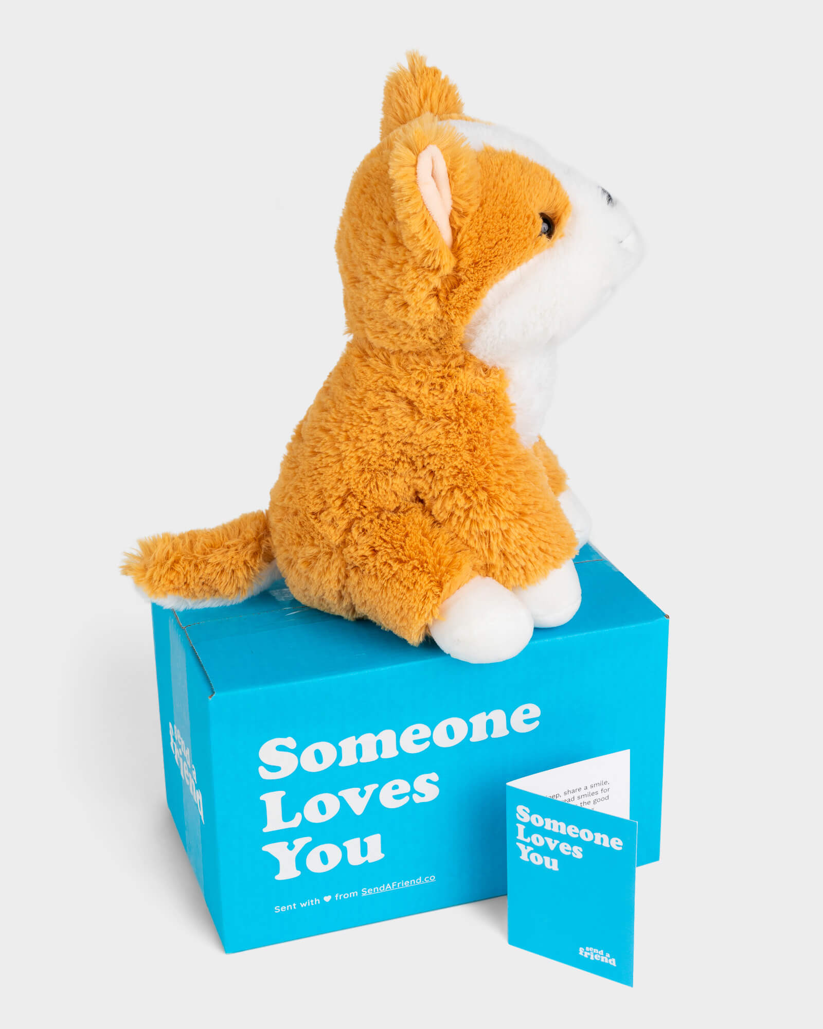 Side view photo of brown and white Comet the Corgi plushie, Someone Loves You box, and notecard