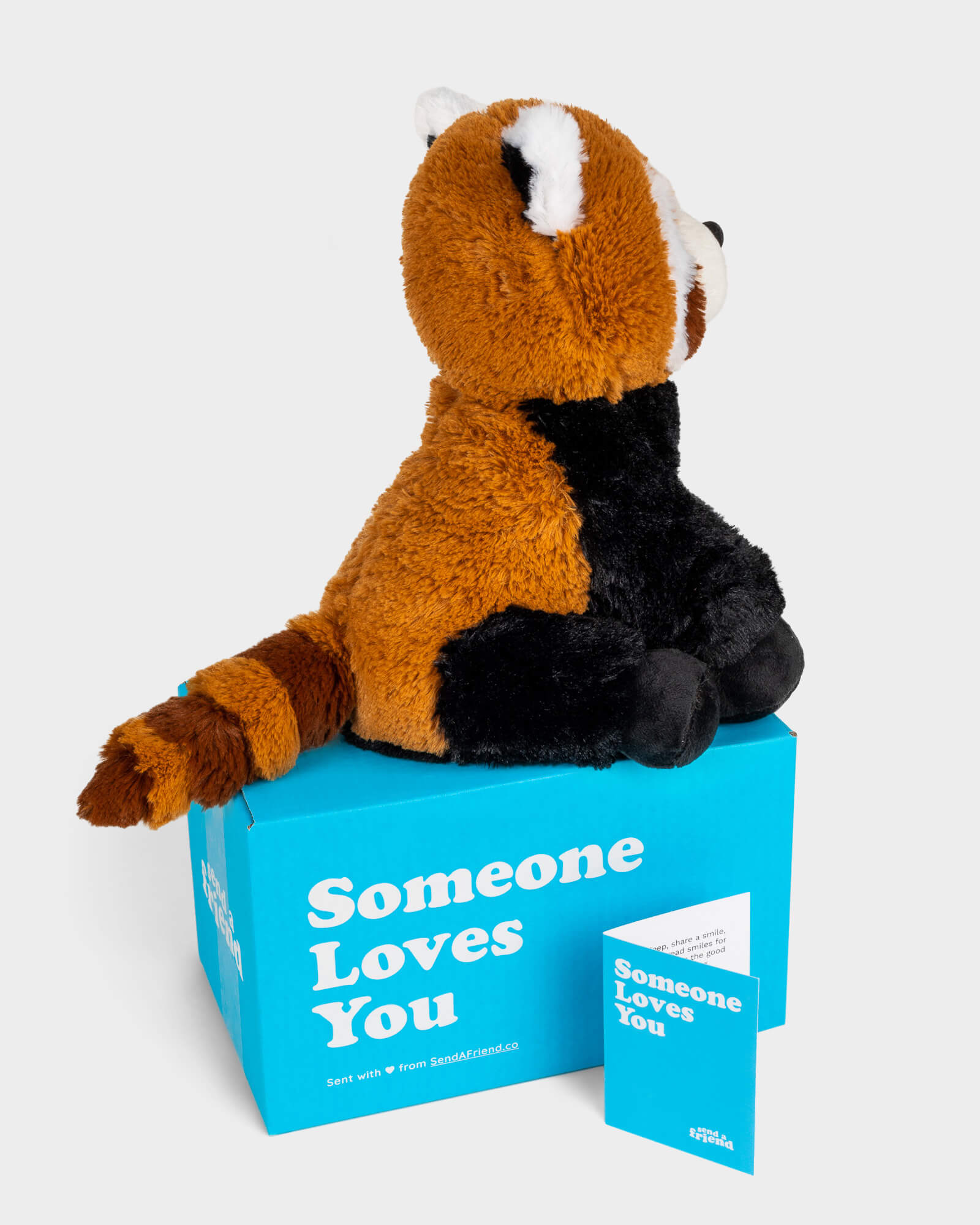 Side view photo of brown, black and white Rusty the Red Panda plushie with striped tail, Someone Loves You Box, and note card