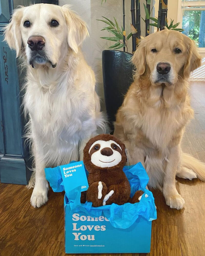 Photo of brown Sam the Sloth plushie sitting in Someone loves you box with note card in front of white dog and tan dog