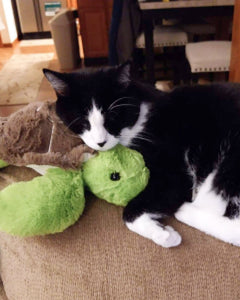 Photo of black and white cat cuddling with Tucker the Turtle plushie